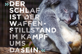 Koala-Bär