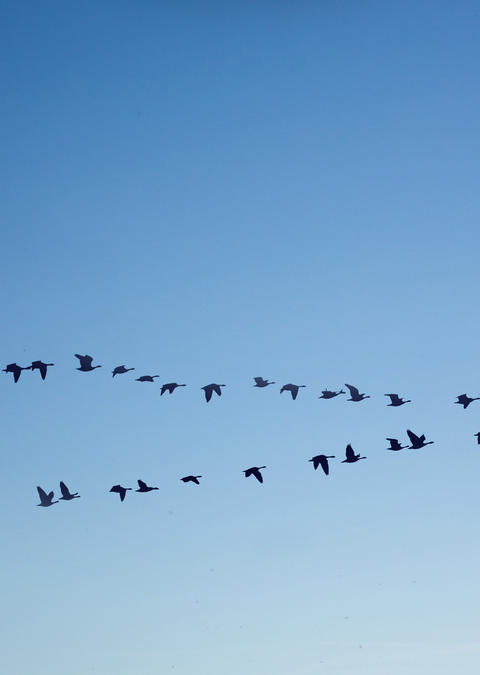 Vogelschwarm